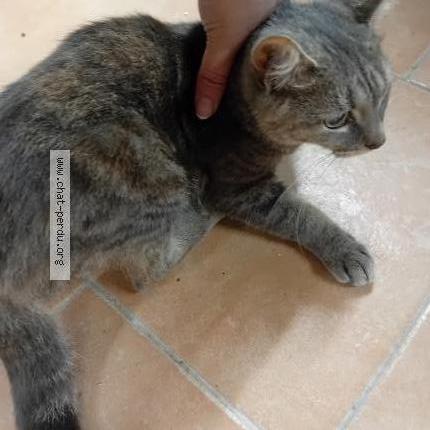Photo 2/5 Found cat Found in Valenciennes