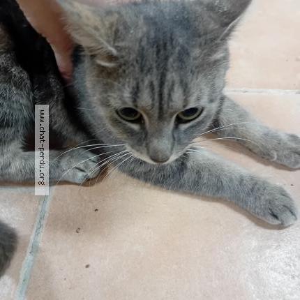 Photo 3/5 Found cat Found in Valenciennes