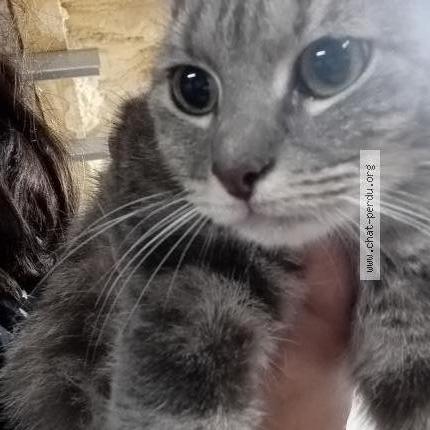 Photo 4/5 Found cat Found in Valenciennes