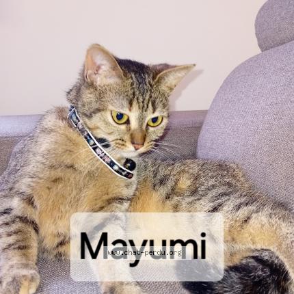 Photo 5/5 Found cat Found in Valenciennes