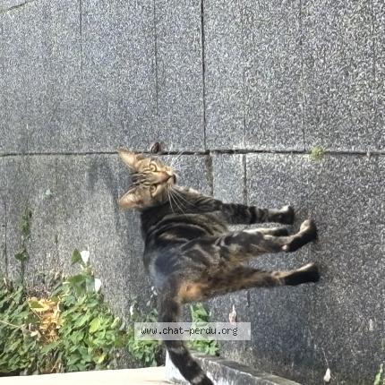 Photo 1/1 Found cat Found in Nanterre