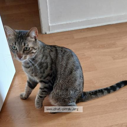 Photo 1/1 Shy Chat lost in Couilly pont aux dames