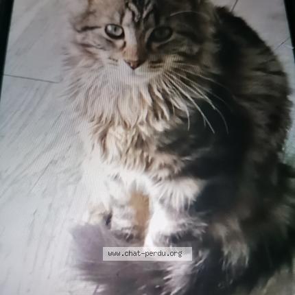 Photo 1/1 Mystic Chat lost in Morbecque