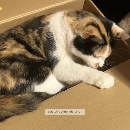 Photo 1/1 SUN Chat lost in Barbatre