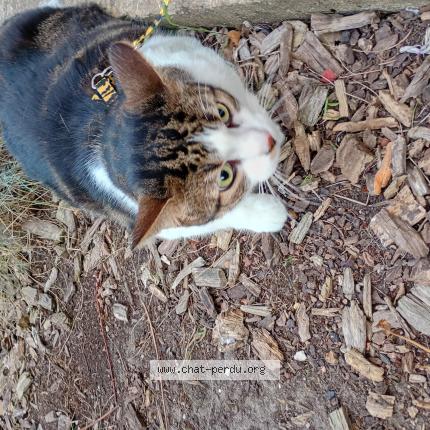 Photo 1/1 Mini Chat lost in Saint gratien