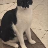 Picture of cat lost at Romainville