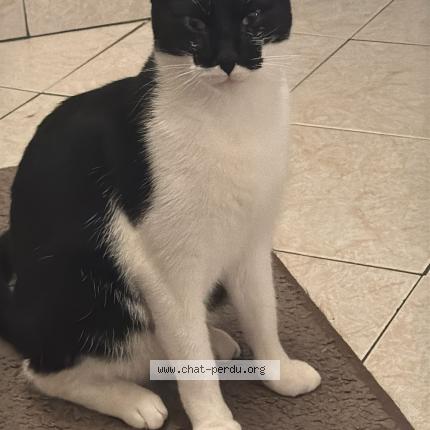 Photo 1/3 Picou Chat lost in Romainville