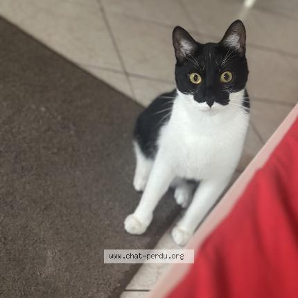 Photo 2/3 Picou Chat lost in Romainville