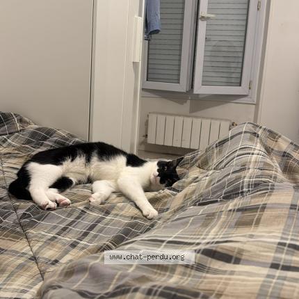 Photo 3/3 Picou Chat lost in Romainville