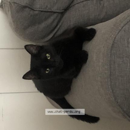 Photo 1/1 ISIS Chat lost in Busset