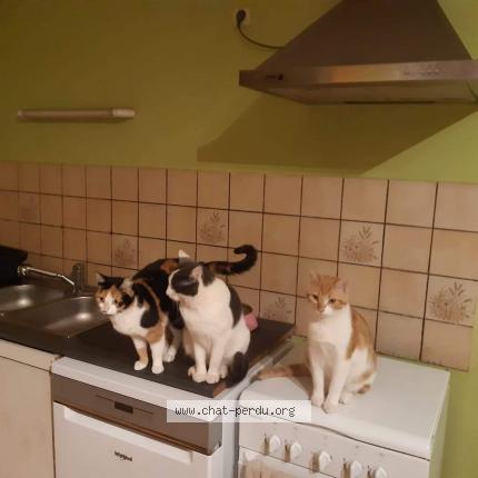 Photo 1/1 Or Chat lost in Rodez