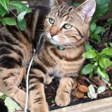 Picture of cat lost at Pujols