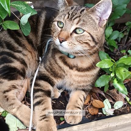 Photo 1/1 OWEN Chat lost in Pujols