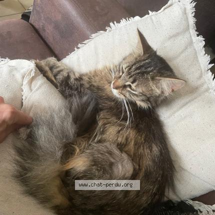 Photo 1/1 MYSTERE Chat lost in Conflans sainte honorine