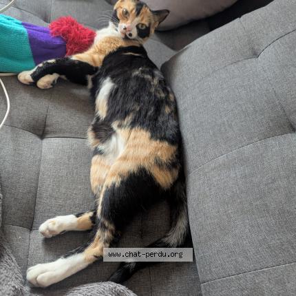 Photo 1/1 Leucky Chat lost in Sion