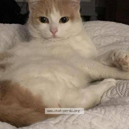 Photo 1/1 Hoanna Chat lost in St quentin la tour