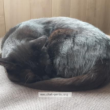 Photo 1/1 Moka Chat lost in La teste de buch