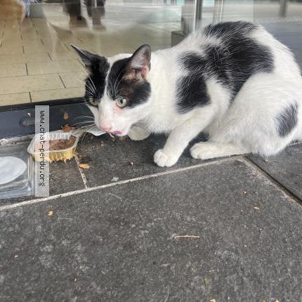 Photo 2/2 Found cat Found in Voiron