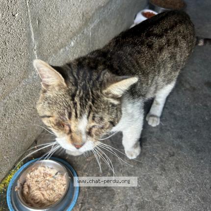 Photo 1/1 Found cat Found in Sainte genevieve des bois