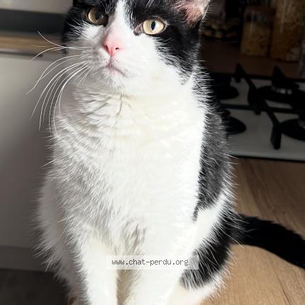 Photo 2/4 Balou Chat lost in Baccarat