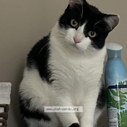 Photo 3/4 Balou Chat lost in Baccarat