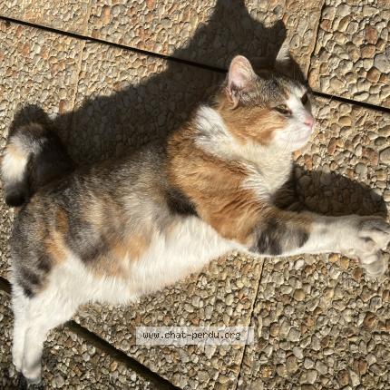 Photo 1/1 Shiva Chat lost in Carrieres sur seine