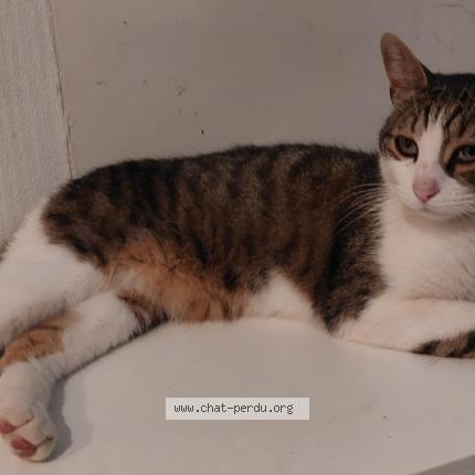 Photo 1/1 Pecorino Chat lost in Roiffieux