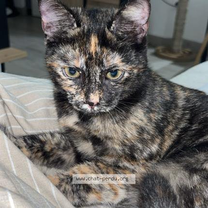 Photo 1/1 Uma Chat lost in Valence