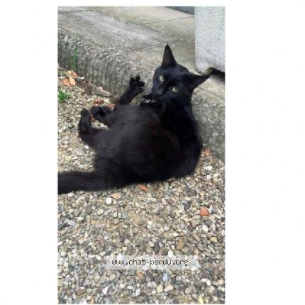 Photo 1/1 ZORRO Chat lost in Frethun