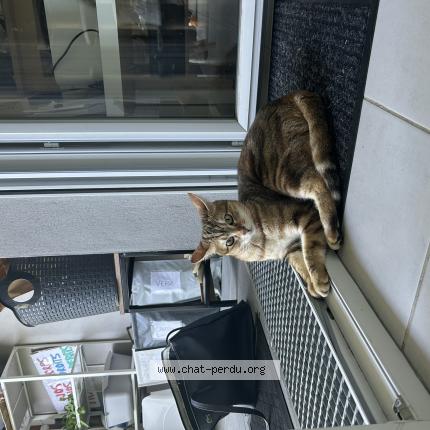 Photo 1/1 Kayla Chat lost in Toulouse