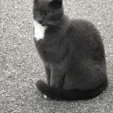 Picture of cat lost at Corsier Sur Vevey