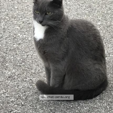 Photo 1/1 Pirouette Chat lost in Corsier sur vevey