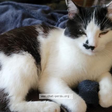 Photo 1/1 Mimi Chat lost in Lezignan corbieres