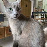 Picture of cat lost at Balma