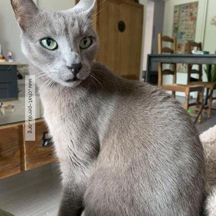 Photo 1/1 Looping Chat lost in Balma