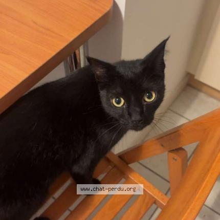 Photo 1/1 Locky Chat lost in Valreas