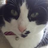 Picture of cat lost at Noveant Sur Moselle