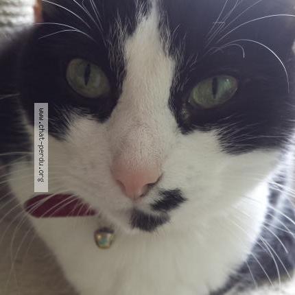 Photo 1/1 ETOILE Chat lost in Noveant sur moselle