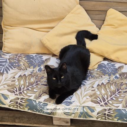 Photo 1/1 Hoshi Chat lost in Marseille