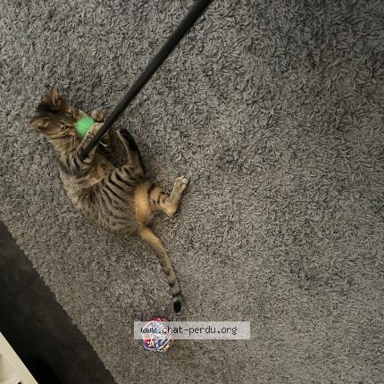 Photo 1/1 Esquimo Chat lost in Gagny