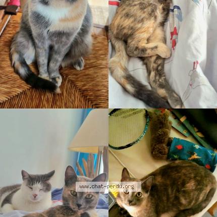 Photo 1/1 Mew Chat lost in Le conquet