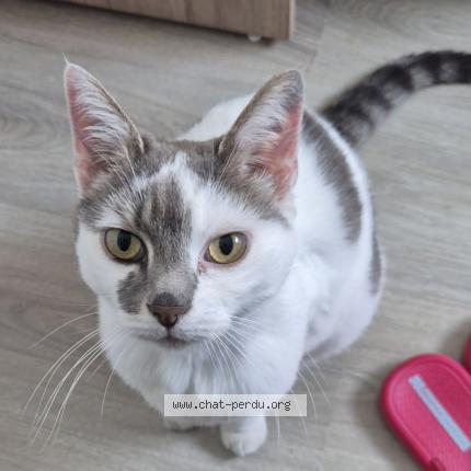 Photo 1/1 Indiana Chat lost in Carency