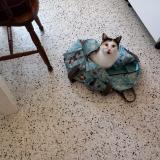 Picture of cat lost at Saint Michel En Greve