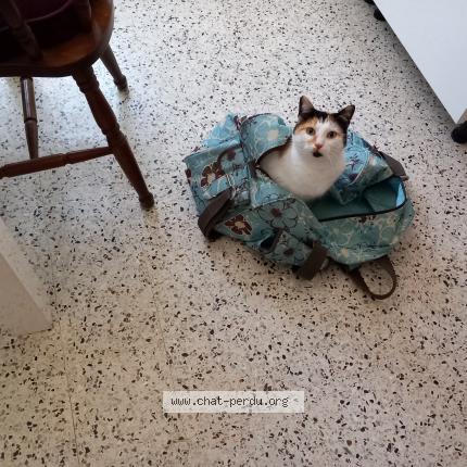 Photo 1/2 Caramel Chat lost in Saint michel en greve