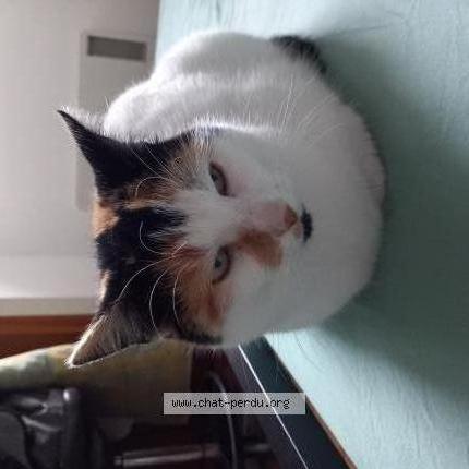 Photo 2/2 Caramel Chat lost in Saint michel en greve