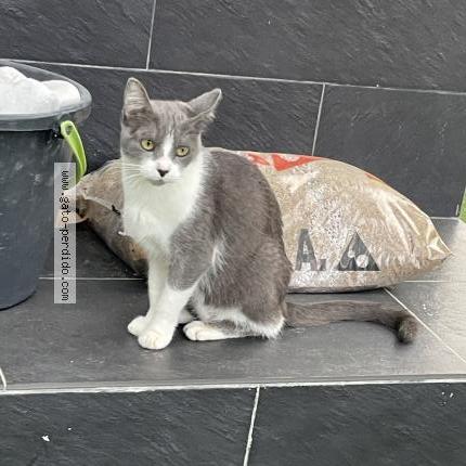 Photo 1/1 Pulguita Chat lost in Torrelles de llobregat