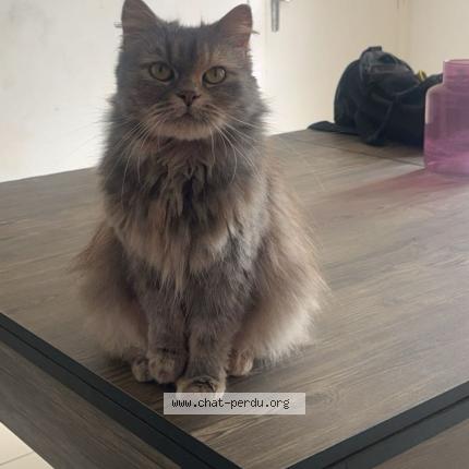 Photo 1/1 Polly Chat lost in Carvin