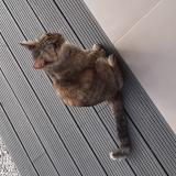 Picture of cat found at Calenzana