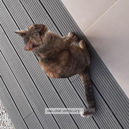 Photo 1/1 Found cat Found in Calenzana