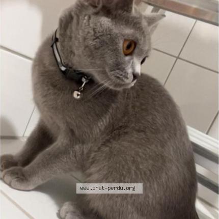 Photo 1/1 Muezza Chat lost in Bruxelles